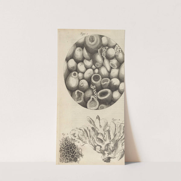 Microscopic view of Kettering-stone, sea moss, and sponge by Robert Hooke