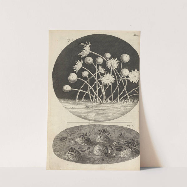 Microscopic view of leaves and molds by Robert Hooke