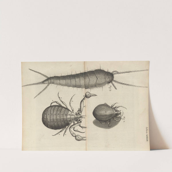 Microscopic view of mites and book-worms by Robert Hooke