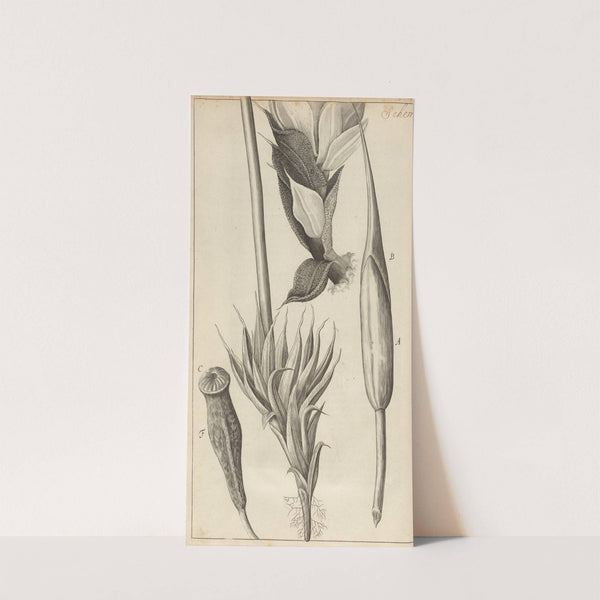 Microscopic view of moss and other small vegetative substances by Robert Hooke