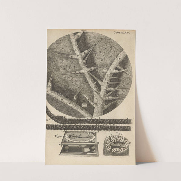 Microscopic view of nettles and other venomous plants (1665) by Robert Hooke