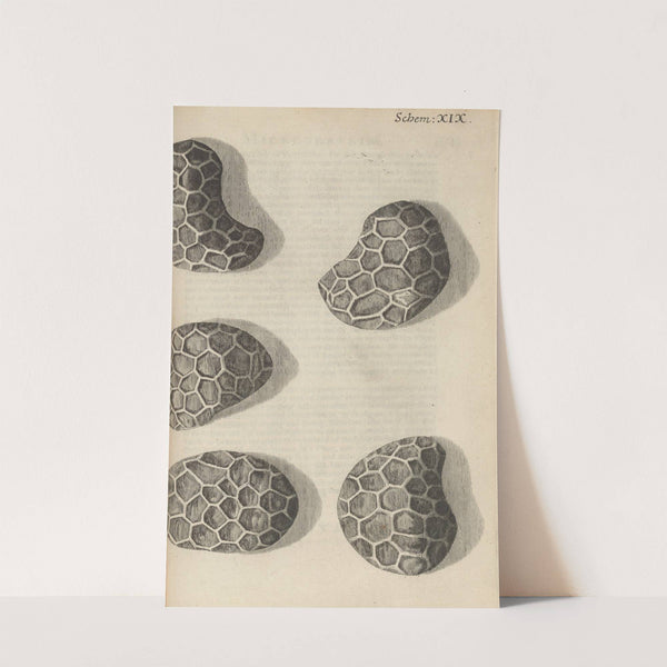 Microscopic view of seeds of poppy (1665) by Robert Hooke