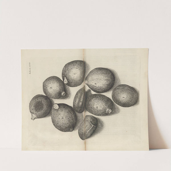 Microscopic view of seeds of thyme (1665) by Robert Hooke