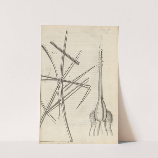 Microscopic view of several sorts of hair and bee’s stinger (1665) by Robert Hooke