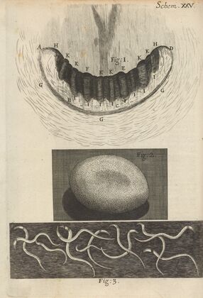 Microscopic view of snail teeth and silkworm egg