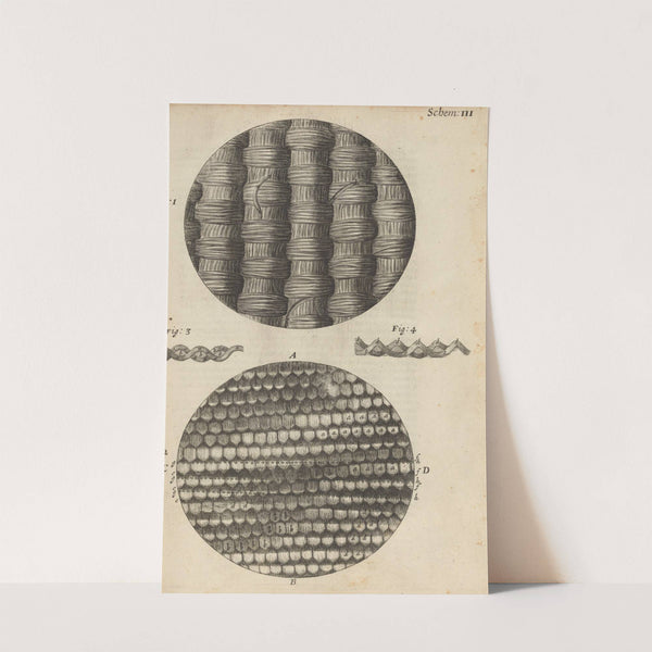 Microscopic view of taffeta and silk (1665) by Robert Hooke