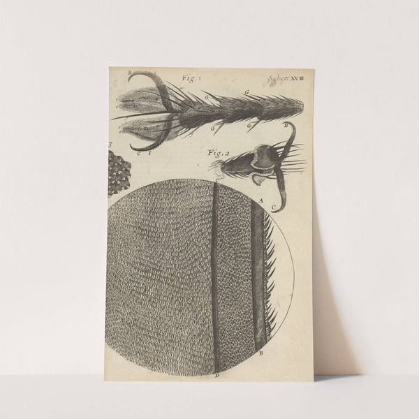 Microscopic view of the feet and wings of flies (1665) by Robert Hooke