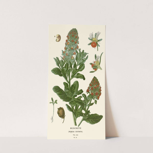 Mignonette (1896-1897) by Edward Step