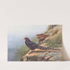 Mikado Pheasant by George Edward Lodge