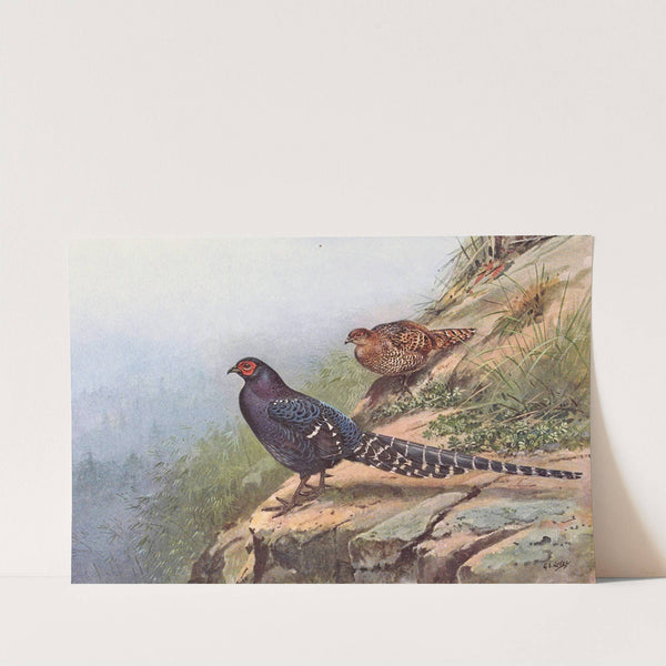 Mikado Pheasant by George Edward Lodge