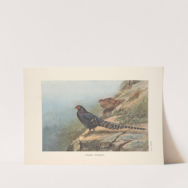 Mikado Pheasant (Syrmaticus mikado). (1918-1922) by George Edward Lodge