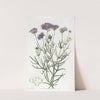 Milfoil-leaved Gilia by Sydenham Edwards