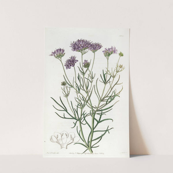 Milfoil-leaved Gilia by Sydenham Edwards