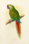 Military Macaw (1884-1887)