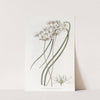Milk-white Hesperoscordum by Sydenham Edwards