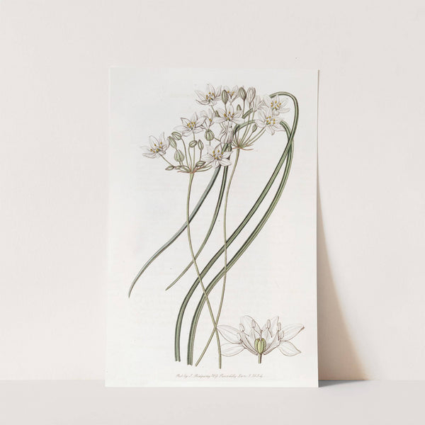 Milk-white Hesperoscordum by Sydenham Edwards