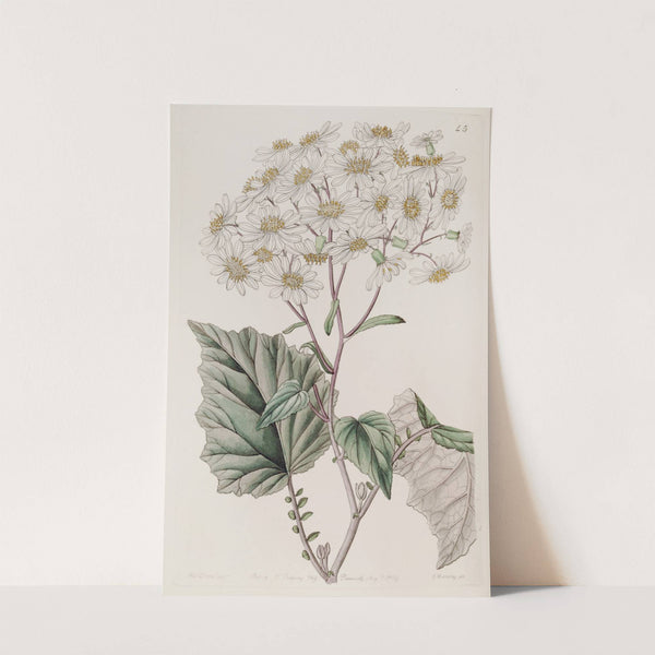 Milk-white Poplar-leaved Senecio by Sydenham Edwards