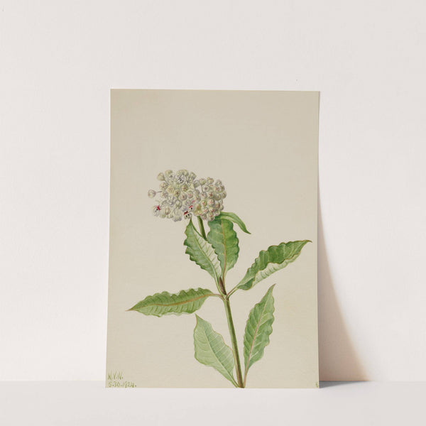 Milkweed (Ascelpias) (1924) by Mary Vaux Walcott
