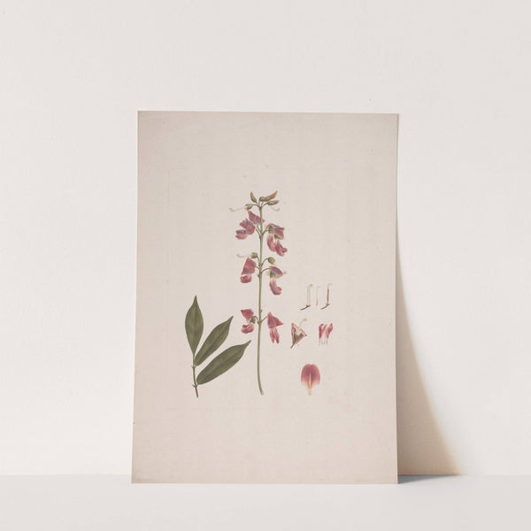 Millettia ferruginea (Hochst.) Baker by Luigi Balugani