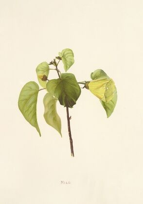 Milo (1885)