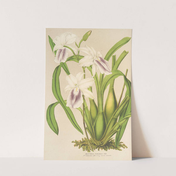 Miltonia cereola by Charles Antoine Lemaire