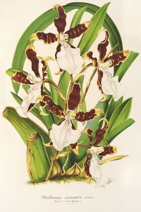 Miltonia cuneata