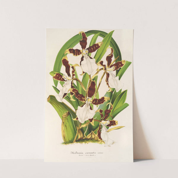 Miltonia cuneata by Charles Antoine Lemaire