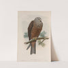 Milvus migrans. Black Kite. (1862-1873) by John Gould