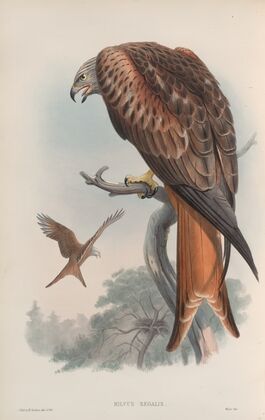 Milvus regalis. Kite or Glead. (1862-1873)
