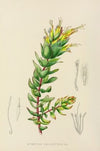 Mimetes Palustris