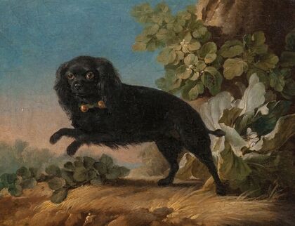 Mimi, le chien favorite de madame de Pompadour — size preview