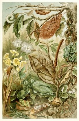 Mimicry in Insects
