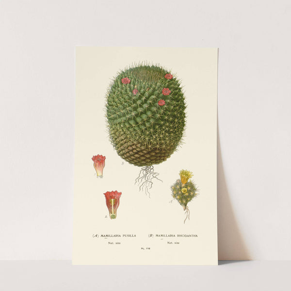 Mimillaria Pusilla, Mamillaria Rhodantha (1896-1897) by Edward Step