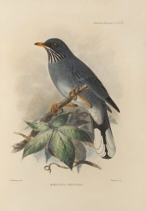 Mimocichla Ardesiaca (1899-1902)