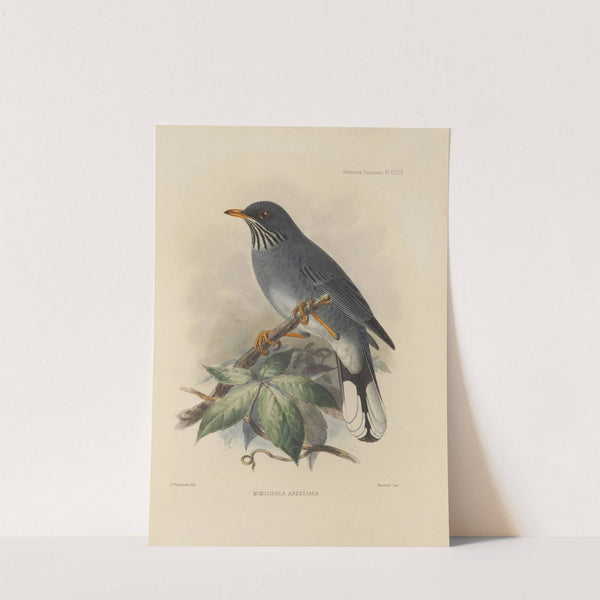 Mimocichla Ardesiaca (1899-1902) by Henry Seebohm