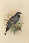 Mimocichla Plumbea (1899-1902)