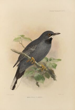 Mimocichla Plumbea (1899-1902)
