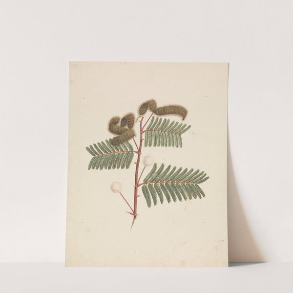 Mimosa pigra (L.) by Luigi Balugani