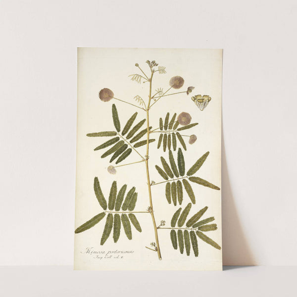Mimosa portoricensis by Nikolaus Joseph Freiherr von Jacquin