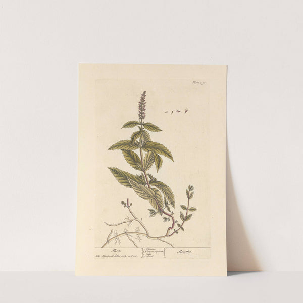 Mint by Elizabeth Blackwell