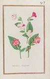 Mirabilis peruviana (1624)