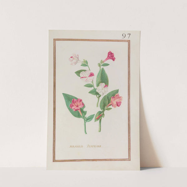 Mirabilis peruviana (1624) by Daniel Rabel