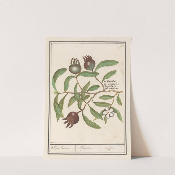 Mispel (Mespilus germanica) Mispel Boom. Mespilus. Nefflier (1596-1610) by Anselmus Boëtius de Boodt