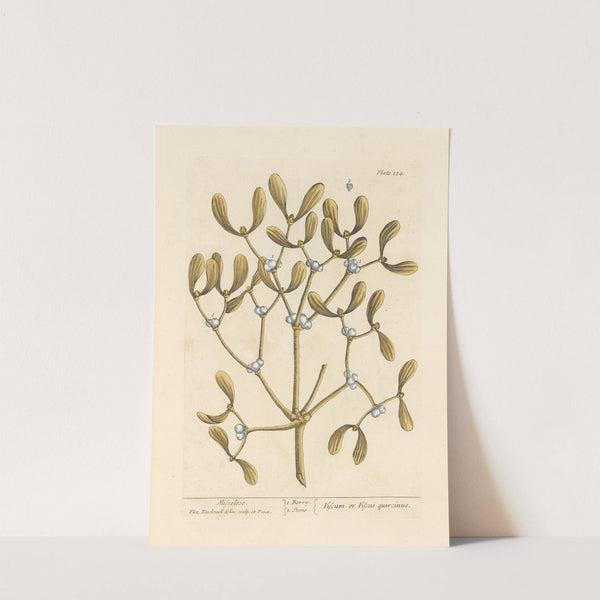 Misseltoe by Elizabeth Blackwell