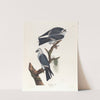 Mississippi kite by John James Audubon