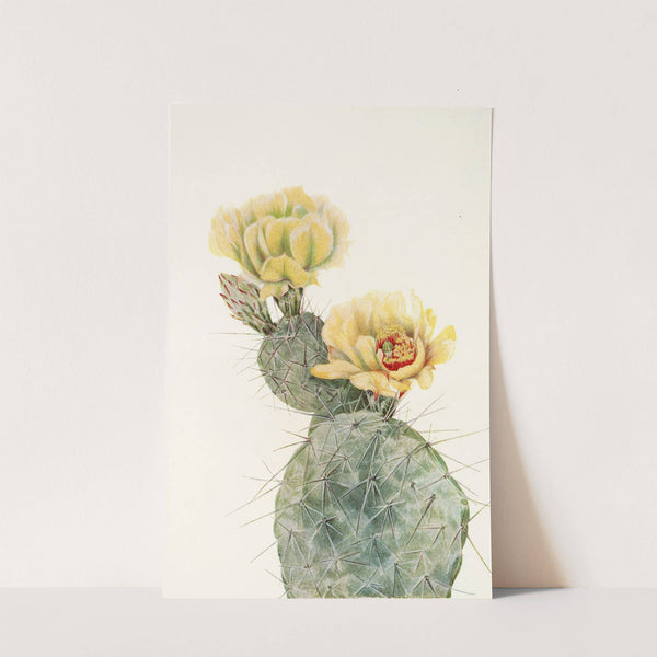 Missouri Pricklypear. (Opuntia polyacantha) (1925) by Mary Vaux Walcott