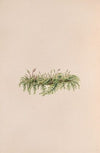 Mistletoe (1840)