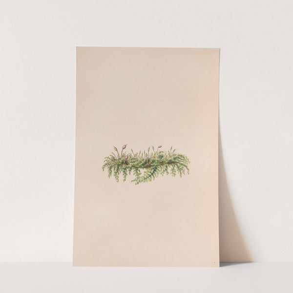 Mistletoe (1840) by John Stevens Henslow