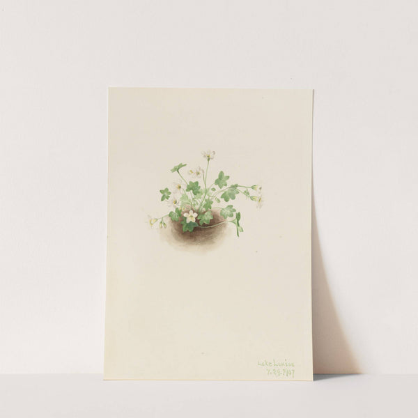 Mistmaiden (Romanzoffia sitchensis) (1907) by Mary Vaux Walcott