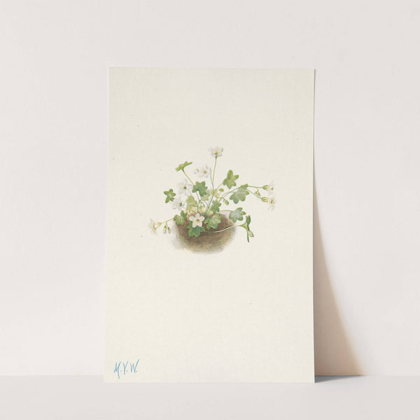 Mistmaiden. Romanzoffia sitchensis (1925) by Mary Vaux Walcott